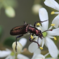 Eleale sp. (genus) (Clerid beetle) at Red Hill Nature Reserve - 28 Dec 2023 by LisaH