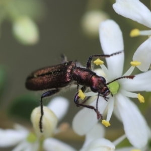 Eleale sp. (genus) at Red Hill Nature Reserve - 28 Dec 2023