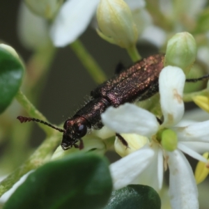 Eleale sp. (genus) at Red Hill Nature Reserve - 28 Dec 2023