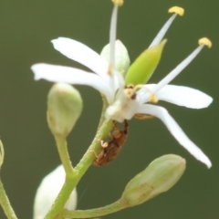 Epamoebus ziczac (Zigzag flower weevil) at Red Hill Nature Reserve - 28 Dec 2023 by LisaH