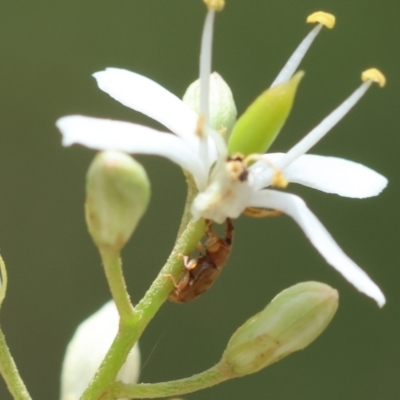 Epamoebus ziczac (Zigzag flower weevil) at Red Hill Nature Reserve - 28 Dec 2023 by LisaH