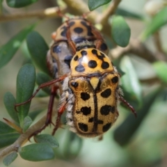 Neorrhina punctata at Red Hill Nature Reserve - 28 Dec 2023