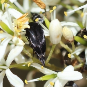 Mordella sp. (genus) at Red Hill Nature Reserve - 28 Dec 2023