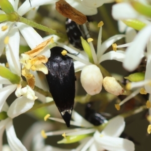 Mordella sp. (genus) at Red Hill Nature Reserve - 28 Dec 2023