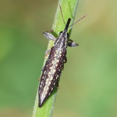 Rhinotia adelaidae (A belid weevil) at Hughes, ACT - 30 Dec 2023 by LisaH