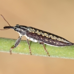 Rhinotia adelaidae at Hughes, ACT - suppressed