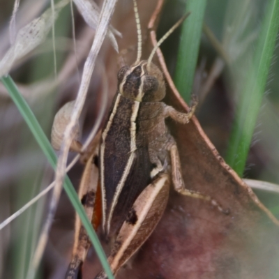 Phaulacridium vittatum (Wingless Grasshopper) at Red Hill to Yarralumla Creek - 31 Dec 2023 by LisaH