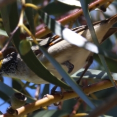 Pardalotus striatus (Striated Pardalote) at Deakin, ACT - 30 Dec 2023 by LisaH