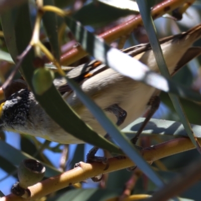 Pardalotus striatus (Striated Pardalote) at Red Hill to Yarralumla Creek - 30 Dec 2023 by LisaH