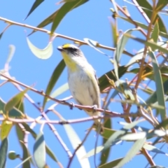 Pardalotus striatus at Red Hill to Yarralumla Creek - 30 Dec 2023 11:00 AM