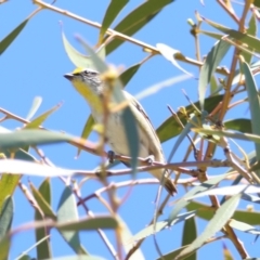 Pardalotus striatus at Red Hill to Yarralumla Creek - 30 Dec 2023 11:00 AM