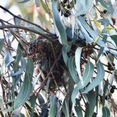 Philemon corniculatus (Noisy Friarbird) at Deakin, ACT - 29 Dec 2023 by LisaH