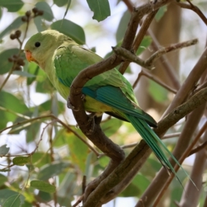 Polytelis swainsonii at Red Hill Nature Reserve - suppressed