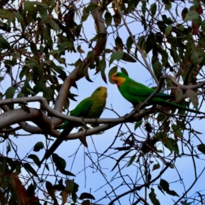 Polytelis swainsonii at Red Hill Nature Reserve - suppressed