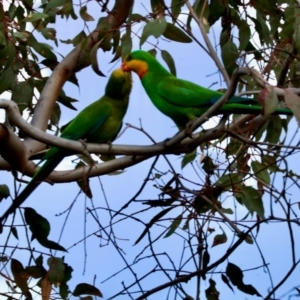 Polytelis swainsonii at Red Hill Nature Reserve - suppressed