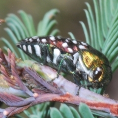 Diphucrania leucosticta (White-flecked acacia jewel beetle) at Berridale, NSW - 30 Dec 2023 by Harrisi