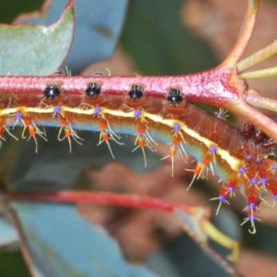 Opodiphthera eucalypti (Emperor Gum Moth) at Berridale, NSW - 30 Dec 2023 by Harrisi