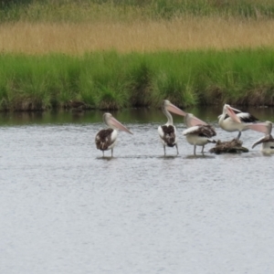 Pelecanus conspicillatus at Jerrabomberra Wetlands - 1 Jan 2024 12:59 PM