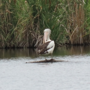 Pelecanus conspicillatus at Jerrabomberra Wetlands - 1 Jan 2024 12:59 PM