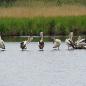 Pelecanus conspicillatus at Jerrabomberra Wetlands - 1 Jan 2024 12:59 PM