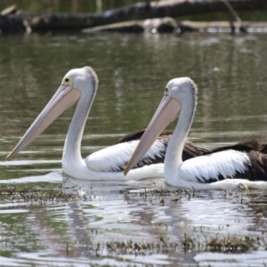 Pelecanus conspicillatus at Jerrabomberra Wetlands - 1 Jan 2024 12:59 PM