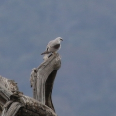 Elanus axillaris (Black-shouldered Kite) at Jerrabomberra Wetlands - 1 Jan 2024 by RodDeb