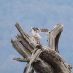 Elanus axillaris at Jerrabomberra Wetlands - 1 Jan 2024