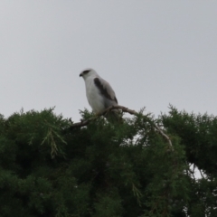 Elanus axillaris at Jerrabomberra Wetlands - 1 Jan 2024