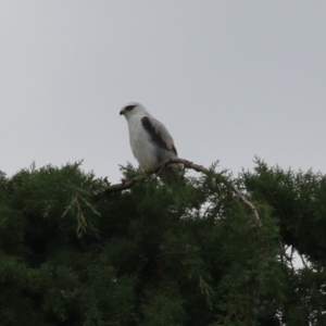 Elanus axillaris at Jerrabomberra Wetlands - 1 Jan 2024