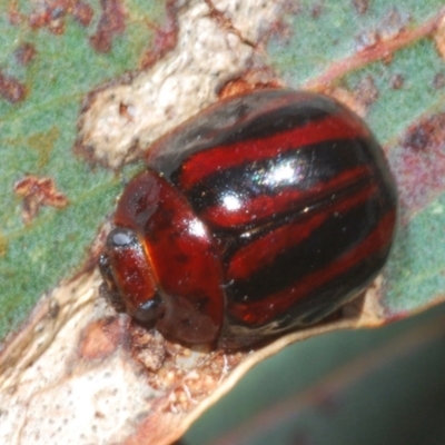 Paropsisterna stygia at Berridale, NSW - 30 Dec 2023 by Harrisi