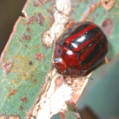 Paropsisterna stygia at Berridale, NSW - 30 Dec 2023