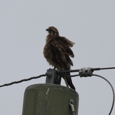 Falco berigora (Brown Falcon) at Jerrabomberra Wetlands - 1 Jan 2024 by RodDeb