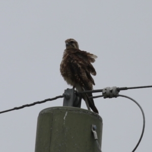 Falco berigora at Jerrabomberra Wetlands - 1 Jan 2024 12:31 PM