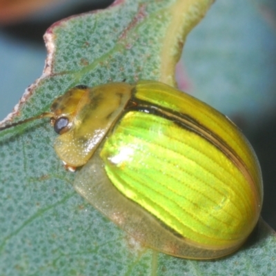 Paropsisterna hectica (A leaf beetle) at Berridale, NSW - 30 Dec 2023 by Harrisi