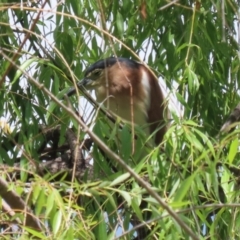 Nycticorax caledonicus (Nankeen Night-Heron) at Jerrabomberra Wetlands - 1 Jan 2024 by RodDeb