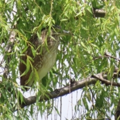 Nycticorax caledonicus at Jerrabomberra Wetlands - 1 Jan 2024