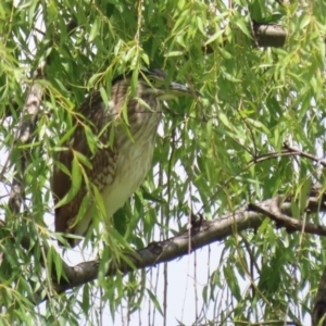 Nycticorax caledonicus at Jerrabomberra Wetlands - 1 Jan 2024 11:22 AM