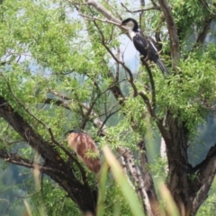 Nycticorax caledonicus at Jerrabomberra Wetlands - 1 Jan 2024 11:22 AM