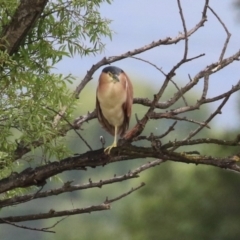 Nycticorax caledonicus at Jerrabomberra Wetlands - 1 Jan 2024 11:22 AM