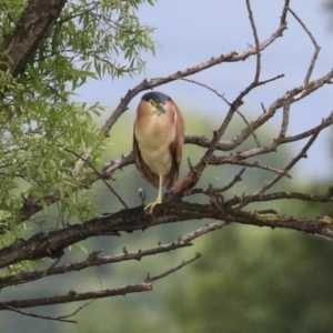 Nycticorax caledonicus at Jerrabomberra Wetlands - 1 Jan 2024 11:22 AM