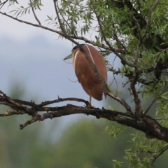 Nycticorax caledonicus at Jerrabomberra Wetlands - 1 Jan 2024 11:22 AM