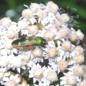 Castiarina hilaris at Berridale, NSW - suppressed