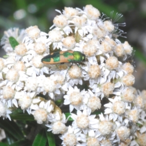 Castiarina hilaris at Berridale, NSW - suppressed