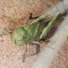 Gastrimargus musicus (Yellow-winged Locust or Grasshopper) at Berridale, NSW - 30 Dec 2023 by Harrisi