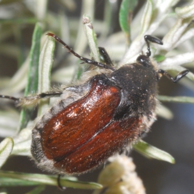 Bisallardiana gymnopleura (Brown flower chafer) at Berridale, NSW - 30 Dec 2023 by Harrisi