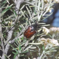 Bisallardiana gymnopleura at Berridale, NSW - suppressed