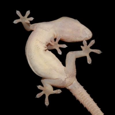 Hemidactylus frenatus at Wellington Point, QLD - 30 Dec 2023 by TimL