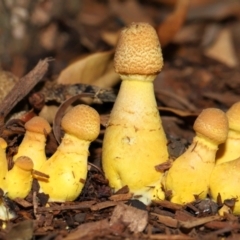 Leucocoprinus birnbaumii (Plantpot Dapperling) at Wellington Point, QLD - 31 Dec 2023 by TimL