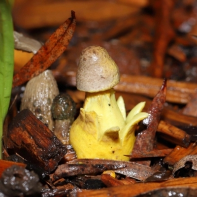 Leucocoprinus birnbaumii (Plantpot Dapperling) at Wellington Point, QLD - 1 Jan 2024 by TimL