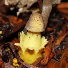 Leucocoprinus birnbaumii at Wellington Point, QLD - suppressed